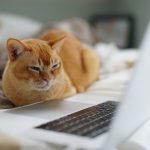 Nowości ze świata internetu – ich nie chcesz przegapić!