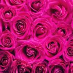 roze