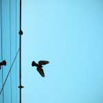 Mycie okien z ptasich odchodów